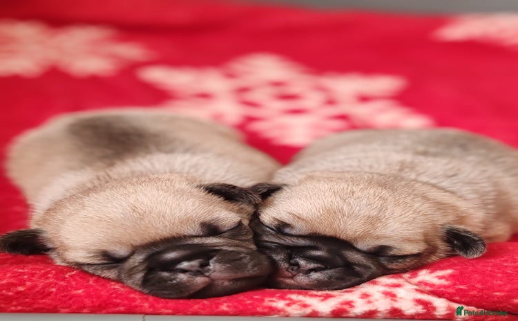 Frug dogs - Advert 8