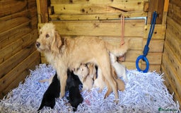 Labradoodle dogs for sale: F1b labradoodle,  back cross to a labrador - Image 10