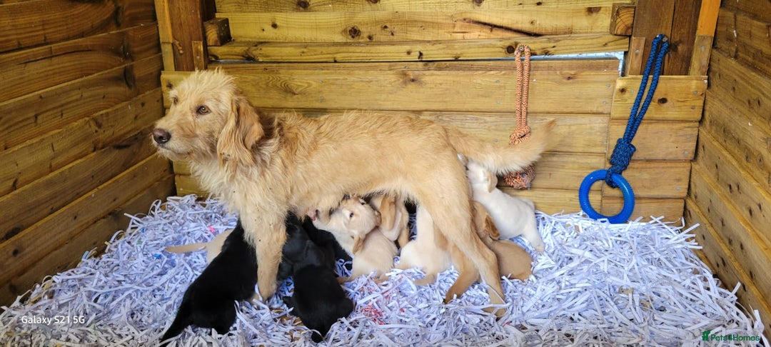 Labradoodle dogs for sale: F1b labradoodle,  back cross to a labrador - Image 10