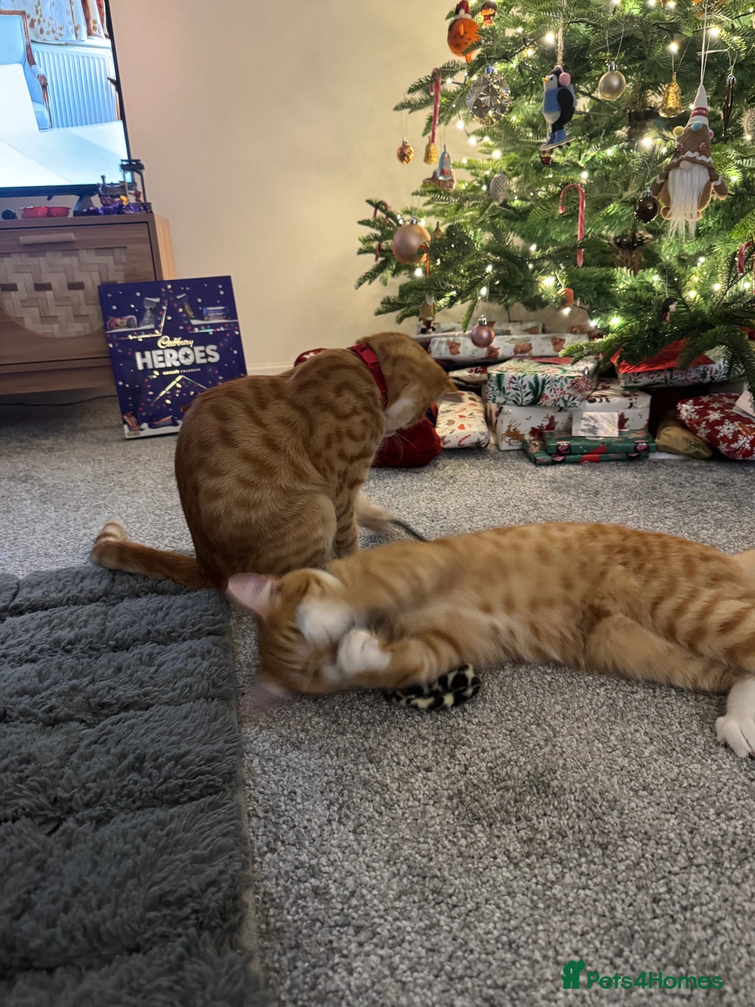 Domestic Shorthair cats for sale: Two boys available  - Advert 7
