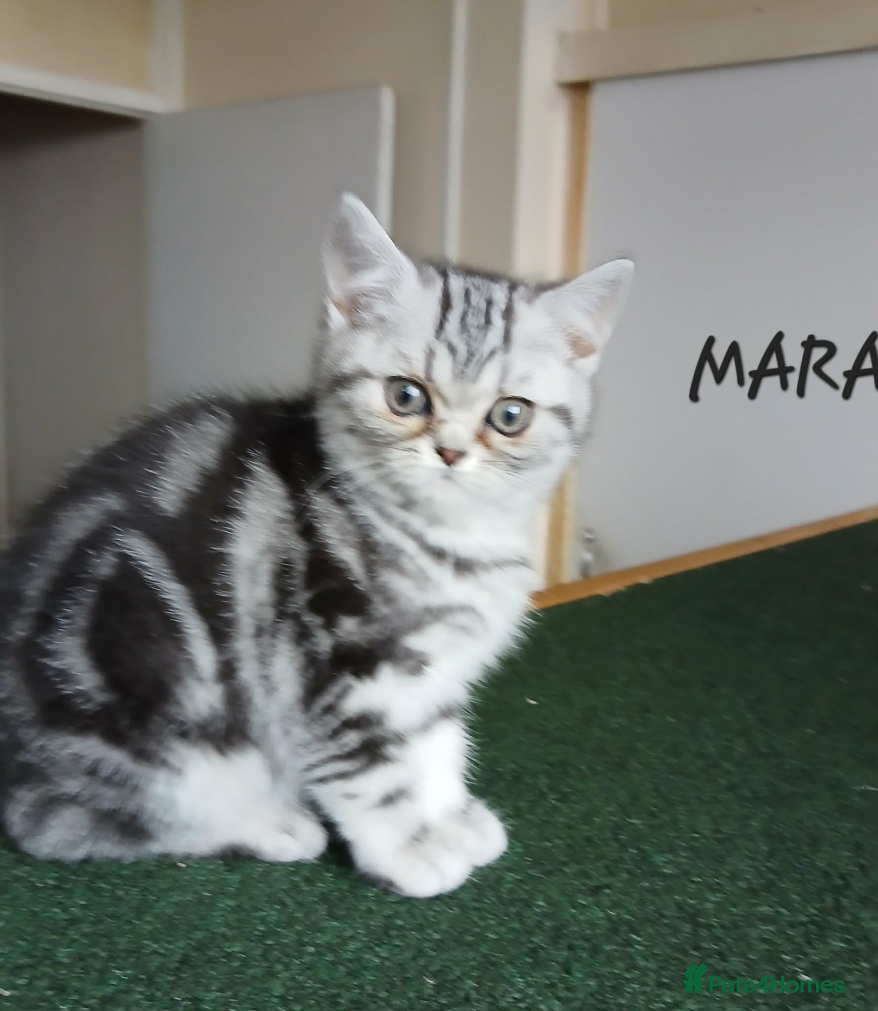 British Shorthair cats Bsh.Tabby kittens.Various prices for kittens. - Advert 5