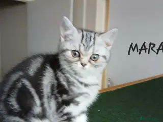 British Shorthair cats Bsh.Tabby kittens.Various prices for kittens. - Advert 5