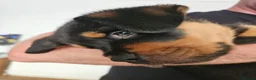 Rottweiler dogs for sale: Rottweiler puppies - Advert 6