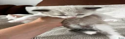 Ragdoll cats for sale: Beautiful main coon x ragdoll kittens  in Daventry - Advert 33
