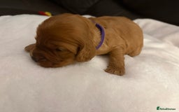 Mixed Breed dogs for sale: Cockapoo/Cavapoo Mix Puppies Available 10 Nov 25 - Image 29