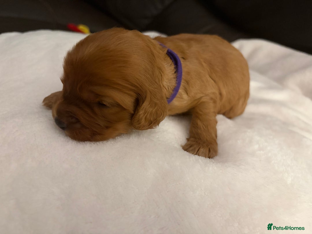 Mixed Breed dogs for sale: Cockapoo/Cavapoo Mix Puppies Available 10 Nov 25 - Image 29