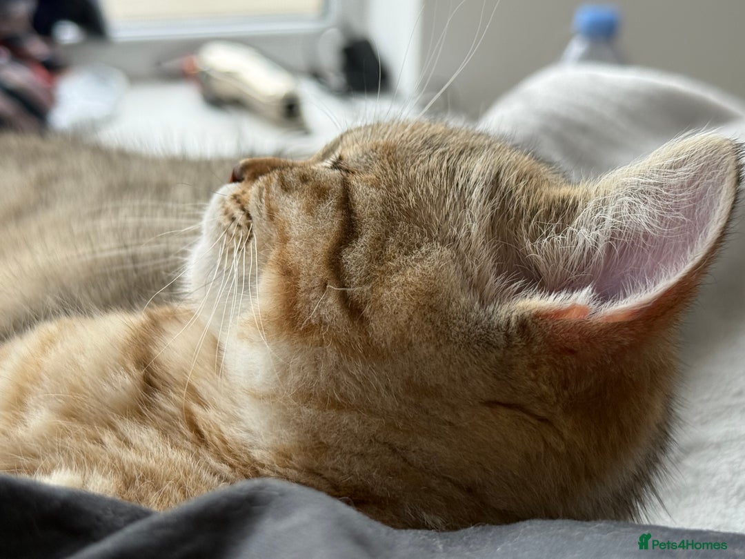 British Shorthair cats for sale: Stunning BSH chinchilla kittens 15 weeks old  - Image 15