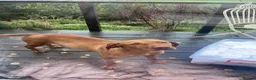 Hungarian Vizsla dogs for sale: 🐶Adorable KC Vizsla Puppies heart 💗🩵 in Machynlleth - Advert 16