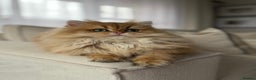 British Longhair cats for sale: Amazing British Longhair Golden kitten - Advert 8