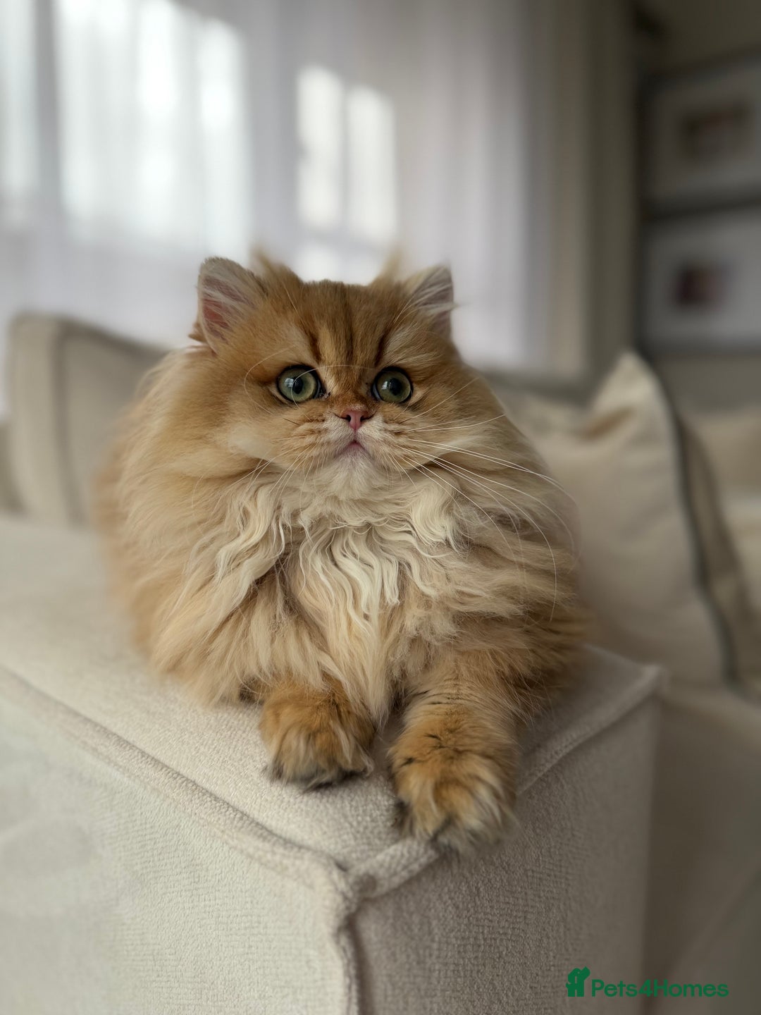 British Longhair cats for sale: Amazing British Longhair Golden kitten - Advert 8