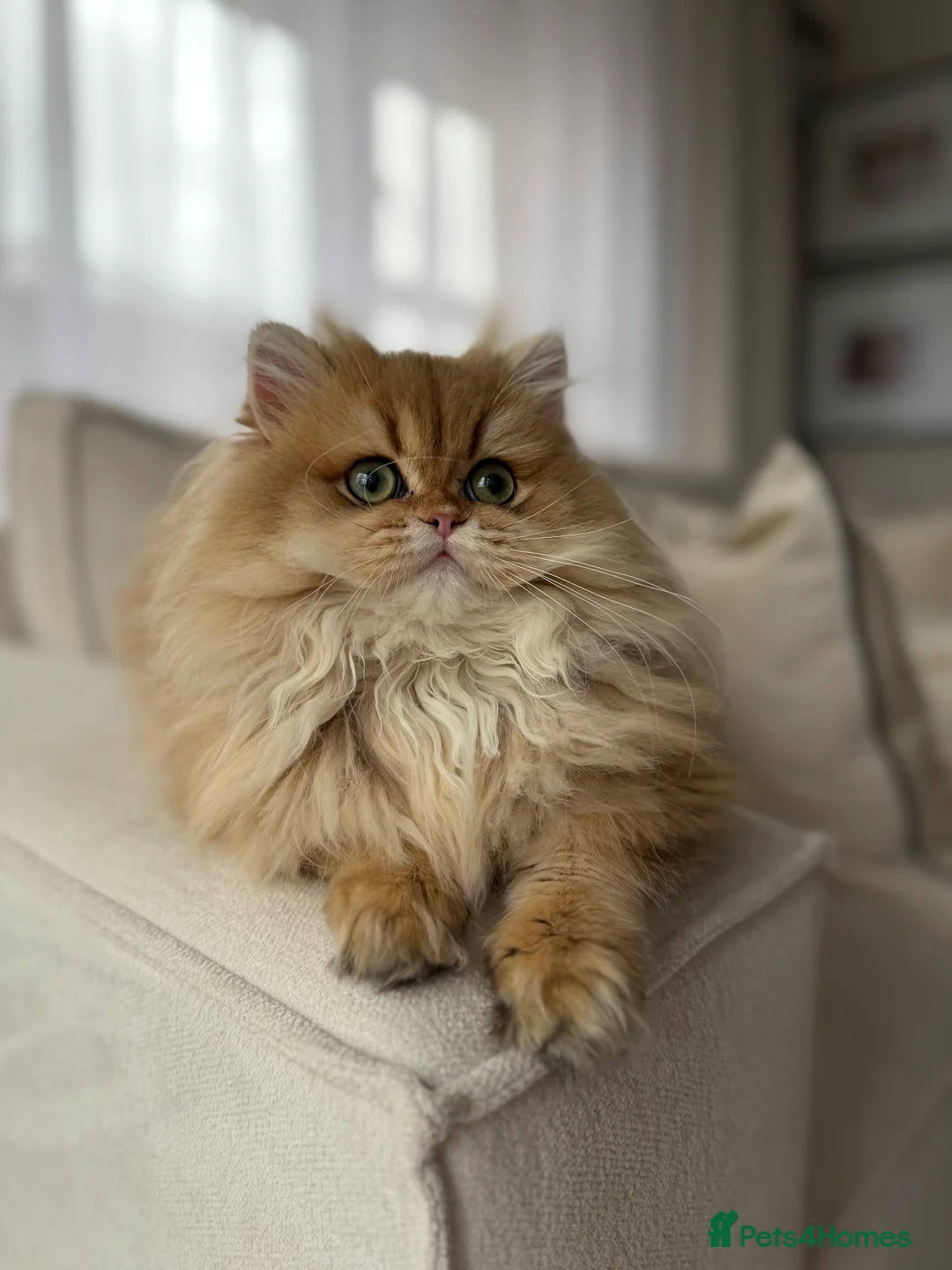 British Longhair cats for sale: Sold Amazing British Longhair Golden kitten - Advert 8