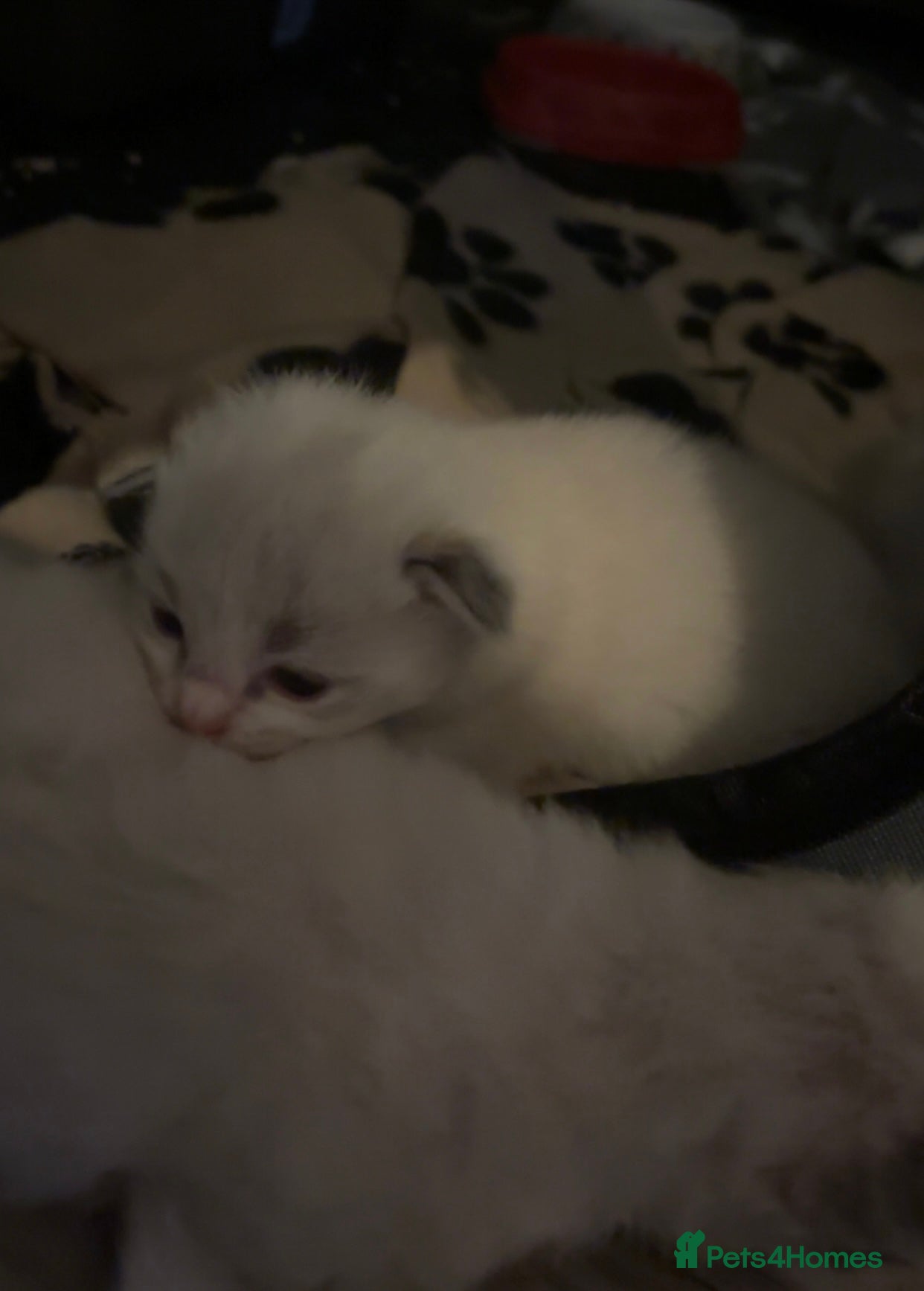 Ragdoll cats 5 Ragdoll/Bicolor Ragdoll kittens  - Advert 12