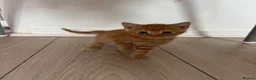 Domestic Shorthair cats for sale: 6 gorgeous kittens looking for loving home - Advert 3