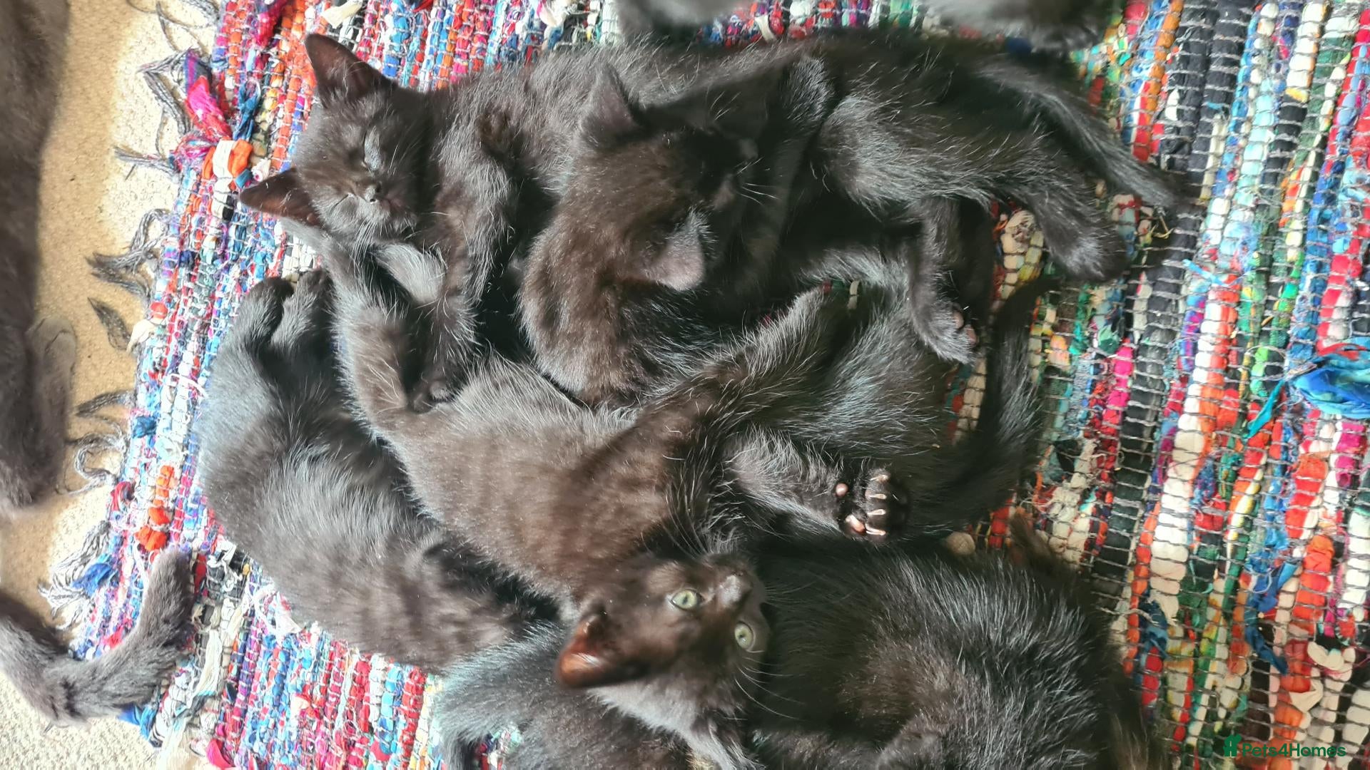Mixed Breed cats Bengal x Maine coon - Advert 4
