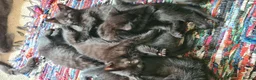 Mixed Breed cats for sale: Polydactyl Bengal x Maine coon - Advert 1