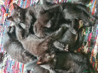 Mixed Breed cats Bengal x Maine coon - Advert 4