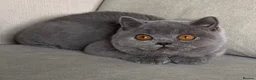 British Shorthair cats for sale: Beautiful kittens  - Advert 2