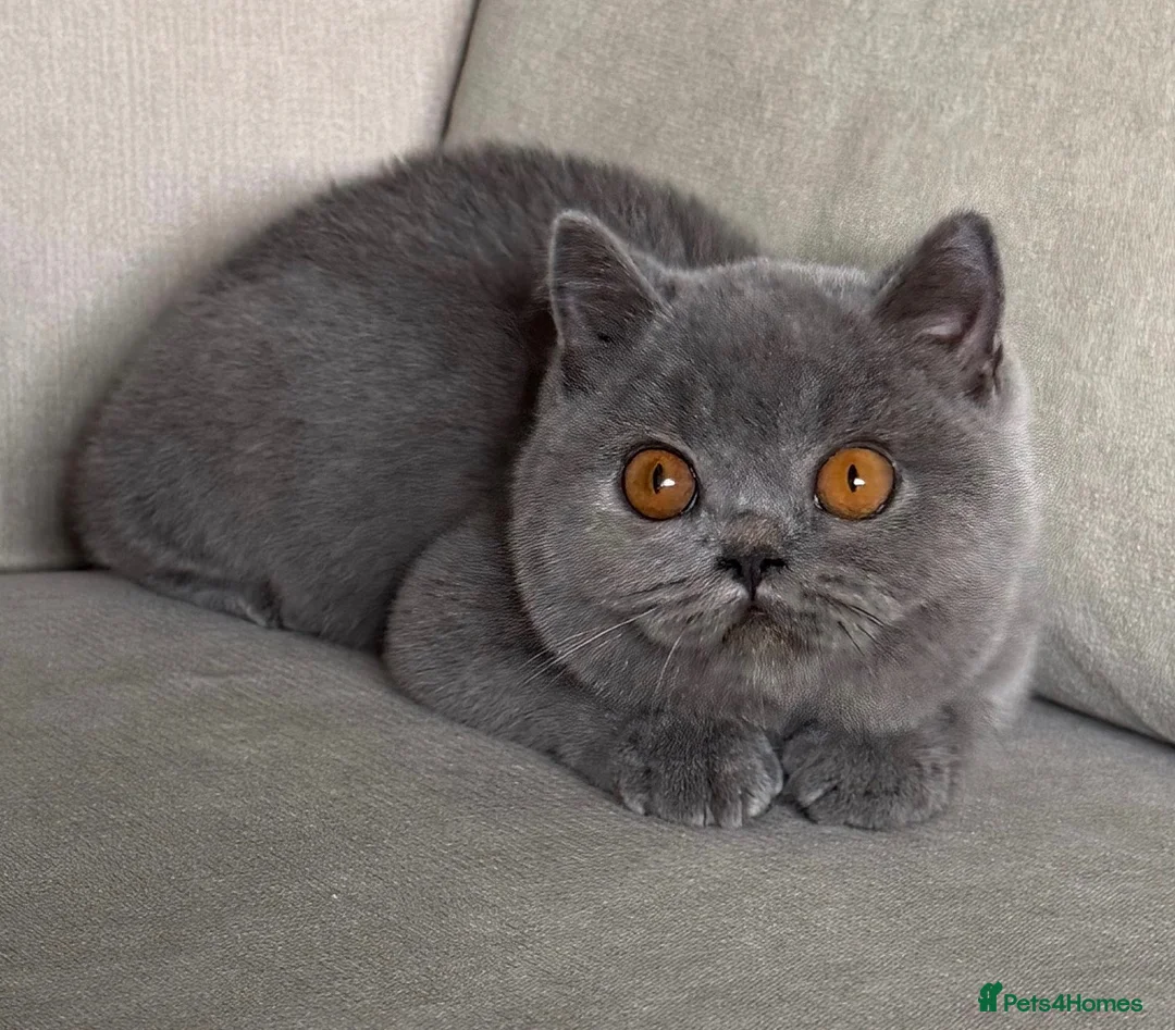British Shorthair cats for sale: Beautiful kittens  - Advert 2