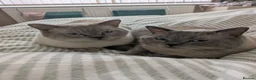 Ragdoll cats for sale: Bert & Ernie, looking for their furr-ever home in Gloucester - Advert 4