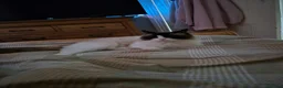 Ragdoll cats for sale: Male ragdoll  - Advert 6