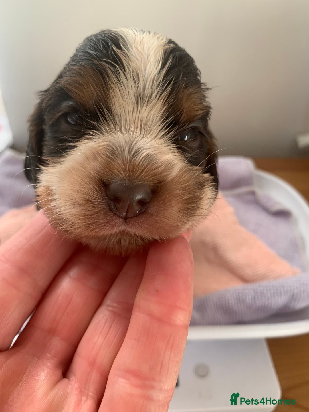 Cocker Spaniel dogs for sale: Beautiful show line cocker spaniel puppies  - Advert 35