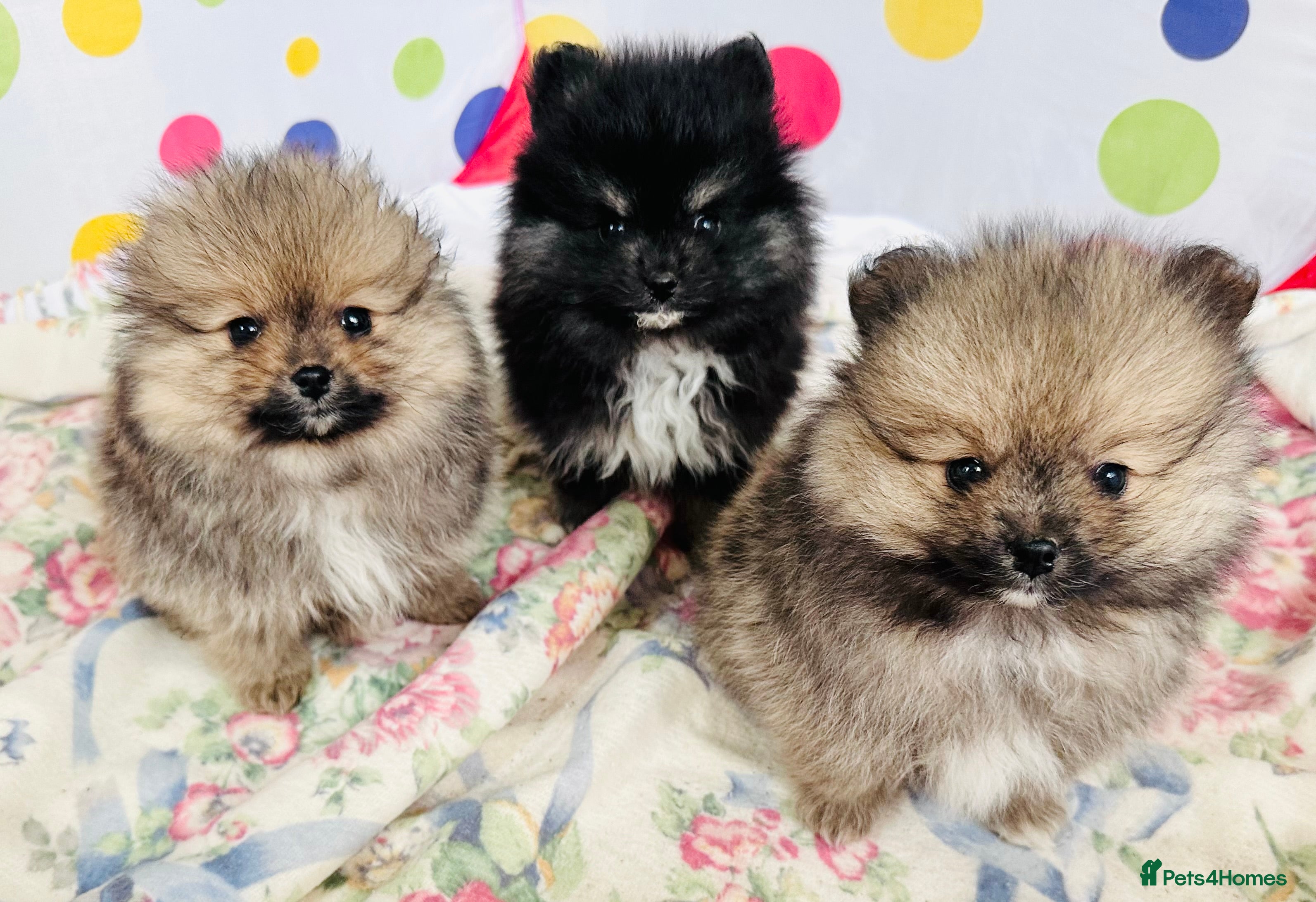 Pomeranian dogs Lovely Pomeranian puppies  - Advert 3