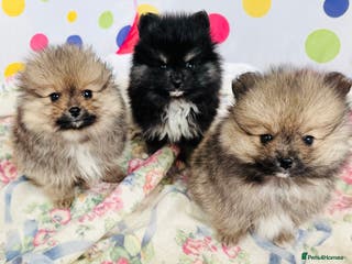 Pomeranian dogs Lovely Pomeranian puppies - Advert 10