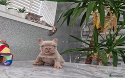 French Bulldog dogs for sale: Quality french bulldog puppies  - Image 2