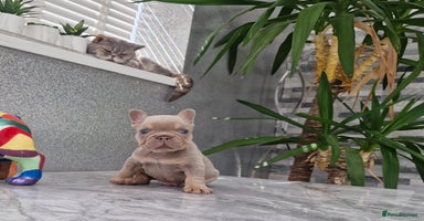 French Bulldog dogs - Advert 11