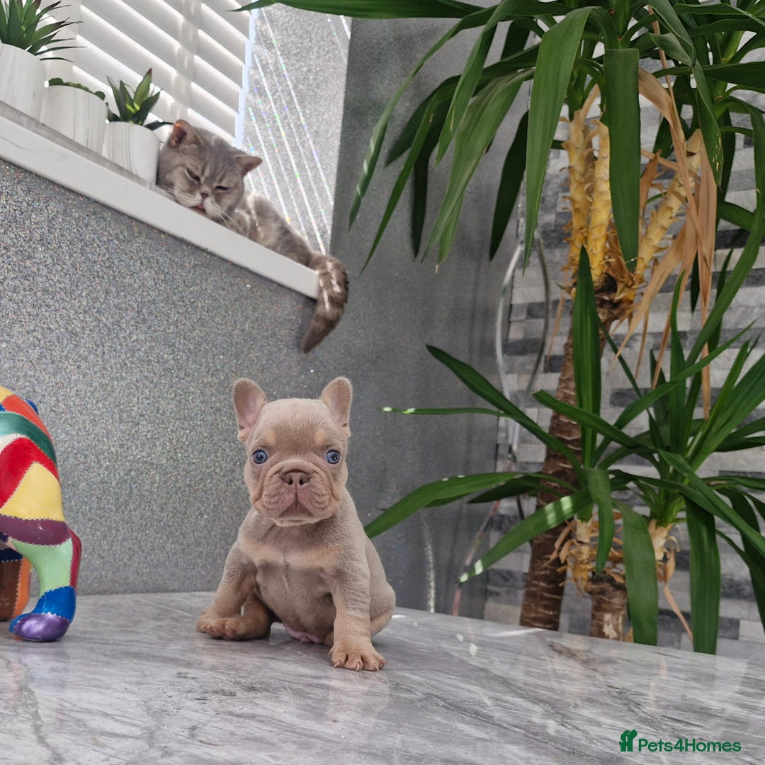 French Bulldog dogs for sale: Quality french bulldog puppies  - Image 2