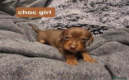 Miniature Dachshund dogs for sale: CHAMPION KC REG MINIATURE DACHSHUND PUPS.  - Image 4