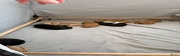 Australian Labradoodle dogs for sale: Multigenerational Australian Labradoodle puppies - Advert 14