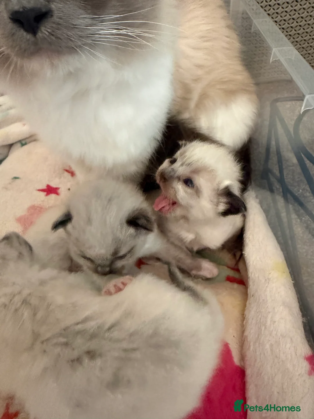 Ragdoll cats for sale: Ragdoll kittens  in Edinburgh - Advert 7