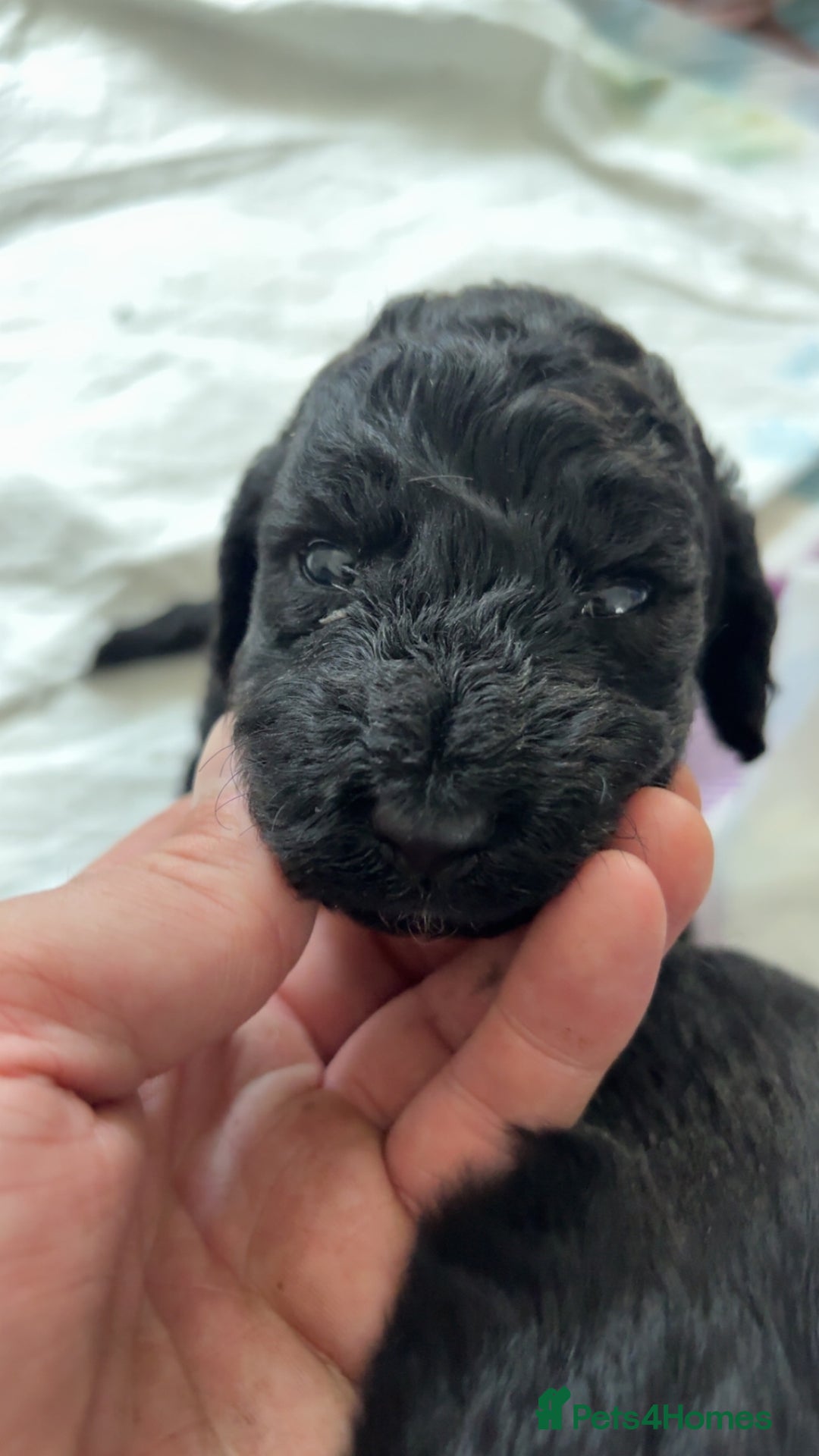 Cockapoo dogs for sale: F2 cockapoo puppies  - Image 6