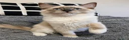 Ragdoll cats for sale: Chunky boys - Advert 8