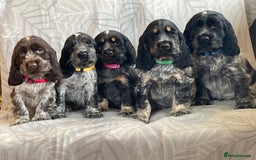 Cocker Spaniel dogs for sale: Stunning Show Type Cocker Spaniel Pups For Sale - Image 1