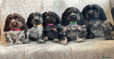 Cocker Spaniel dogs - Advert 14