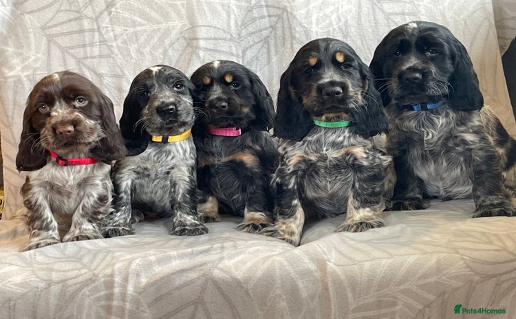 Cocker Spaniel dogs - Advert 12