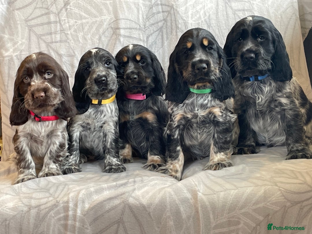Cocker Spaniel dogs for sale: Stunning Show Type Cocker Spaniel Pups For Sale - Image 1