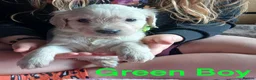 Golden Retriever dogs for sale: Beautiful Home Raised Golden Retriever Puppies - Advert 12