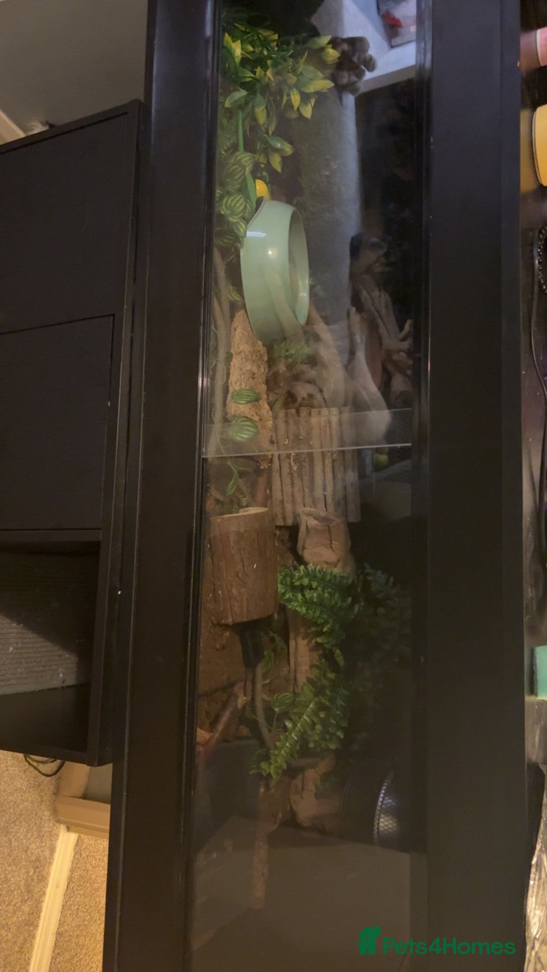 Python Snake reptiles for sale: Ball python with full set up - Advert 3