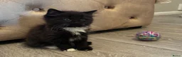 British Longhair cats for sale: 5 Adorable kittens - Advert 29
