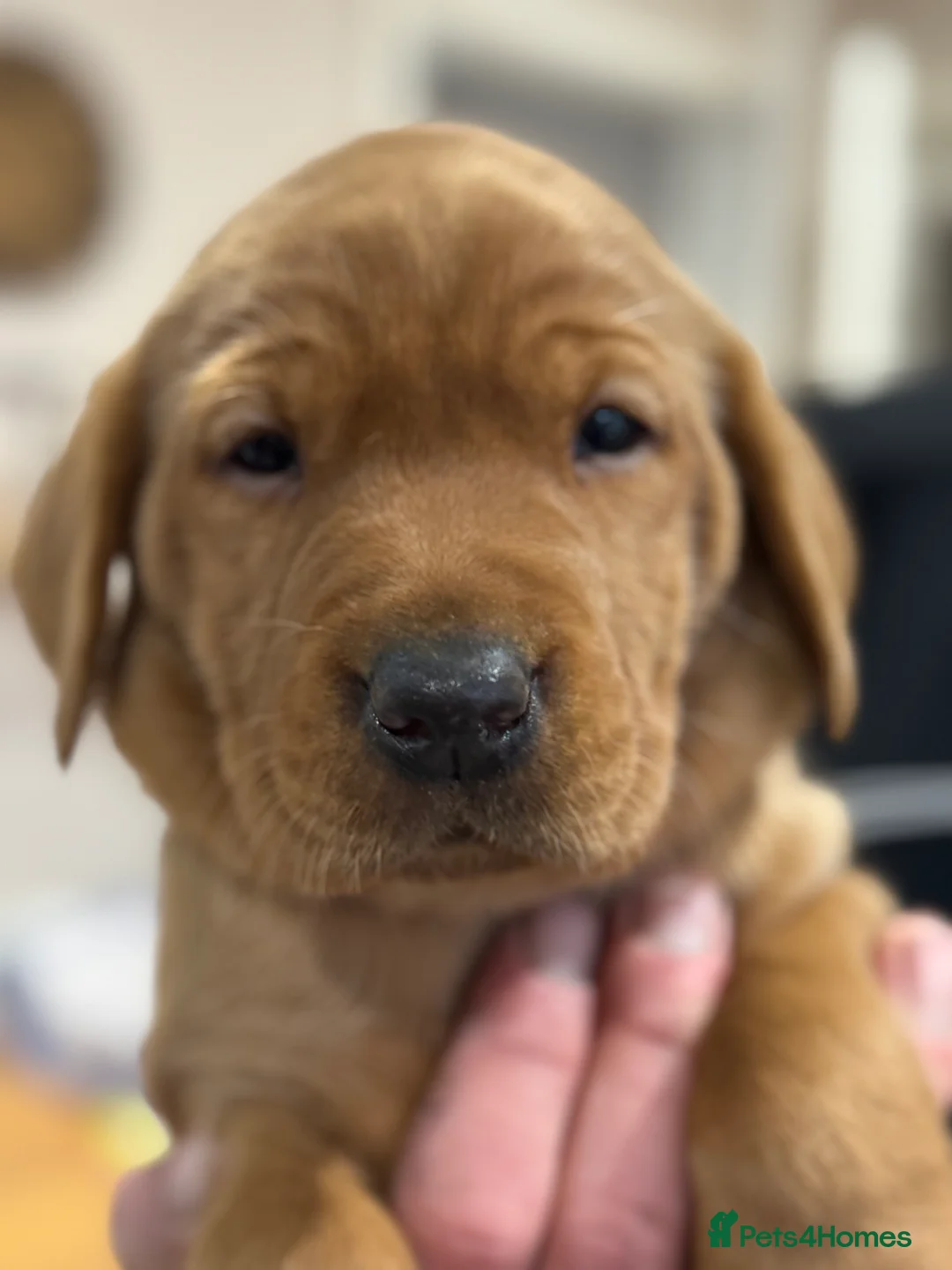 Labrador Retriever dogs for sale: KC, Fully Health Tested, Fox Red Labradors  - Advert 9