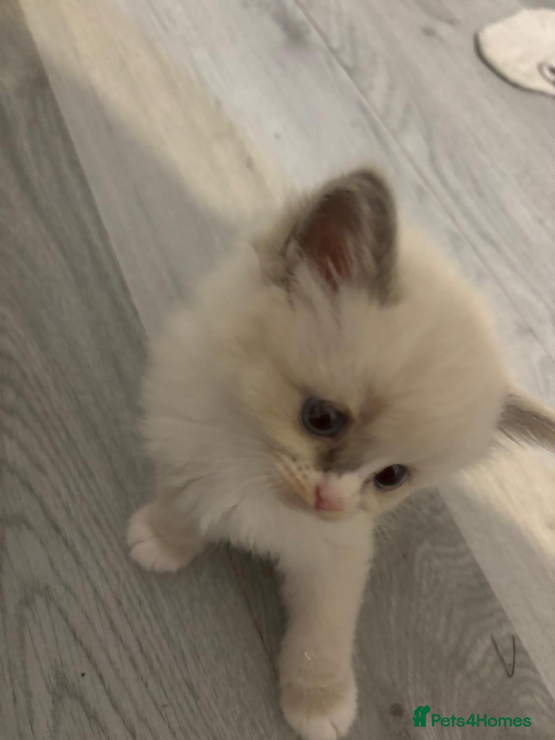 Ragdoll cats for sale: Ragdoll Kittens looking for loving new home - Image 6
