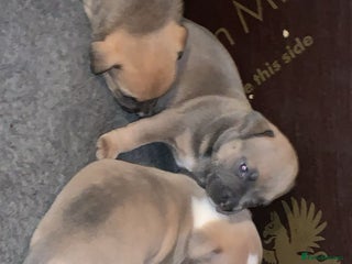 American Bully dogs American pocket bully - Advert 10