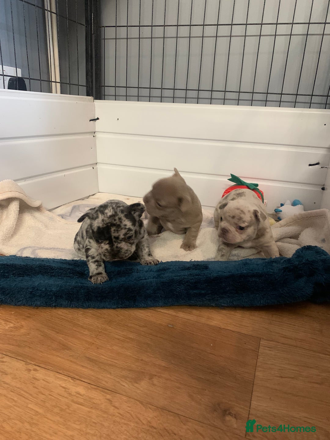 French Bulldog dogs for sale: Beautiful French bulldog puppies  - Advert 3