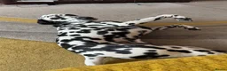 Dalmatian dogs for sale: Dalmy - Advert 6