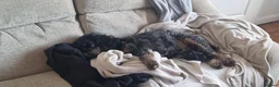 Cockapoo dogs for sale: Male Cockapoo Looking for a Suitable New Home in Marlow - Advert 2