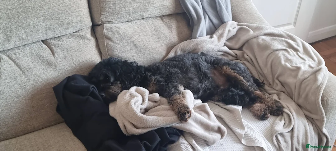 Cockapoo dogs for sale: Male Cockapoo Looking for a Suitable New Home in Marlow - Advert 2