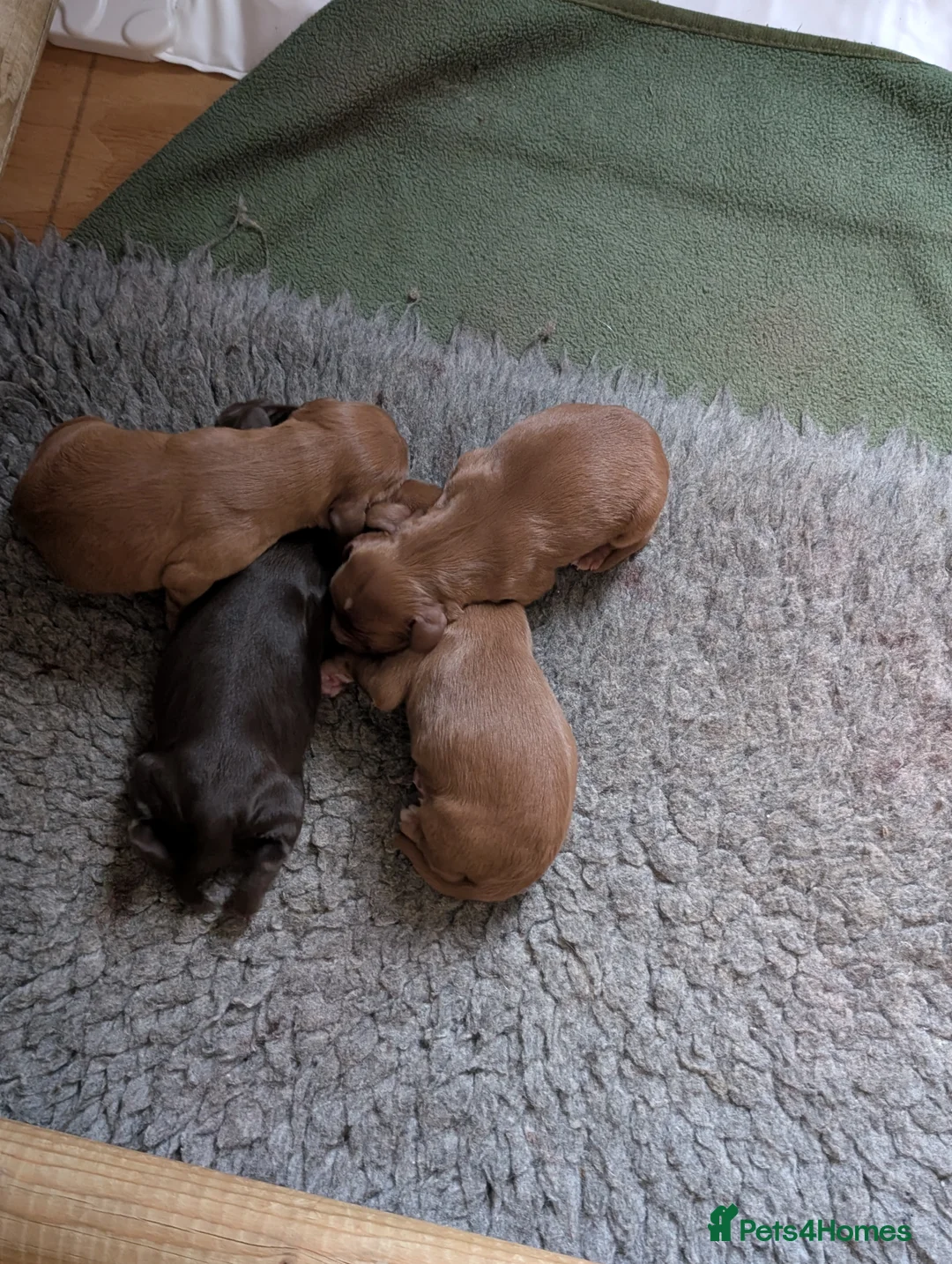 Cocker Spaniel dogs for sale: Adorable healthy Cocker Spaniel puppies - Advert 12